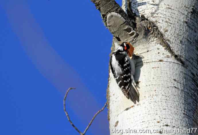 毛发啄木鸟 毛发啄木鸟