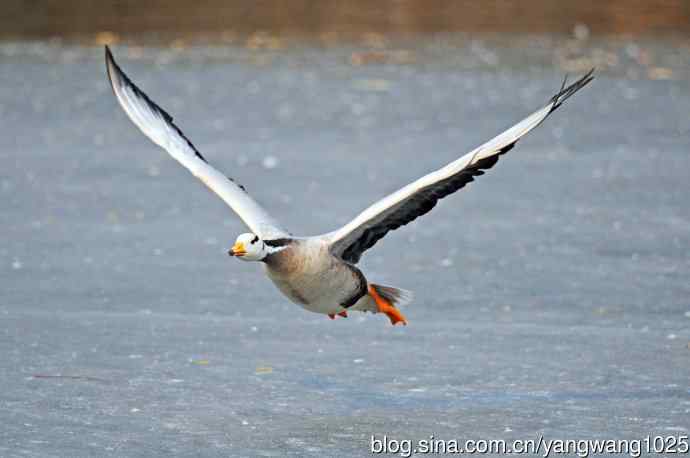 斑头雁（抓拍）11