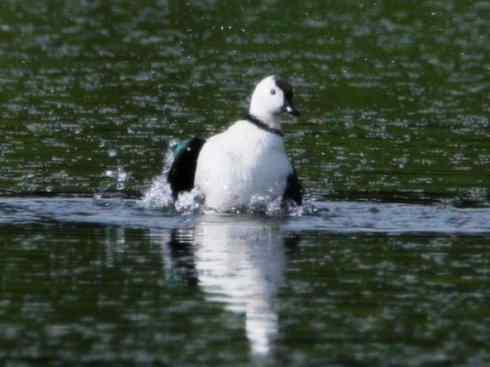 雁鸭之最（天鹅）