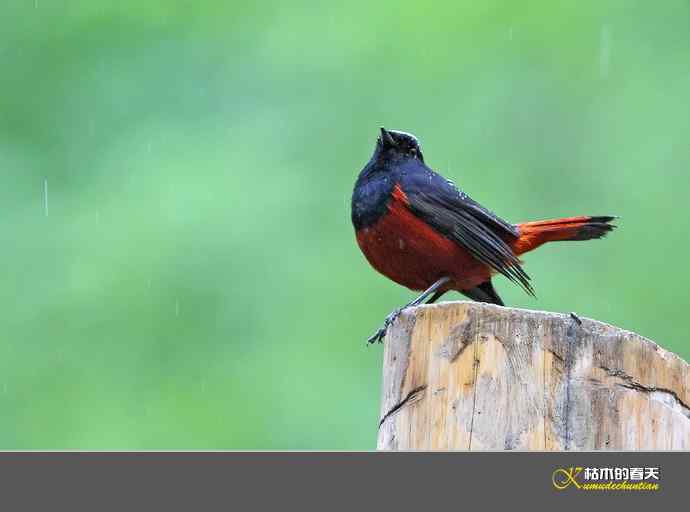 雨中的鈥湴锥ハ垛