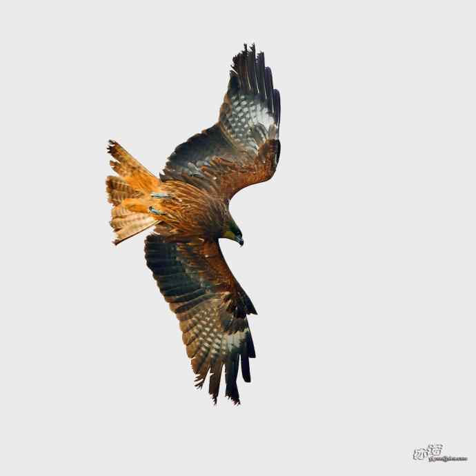 滞留在北方的黑耳鸢 滞留在北方的黑耳鸢