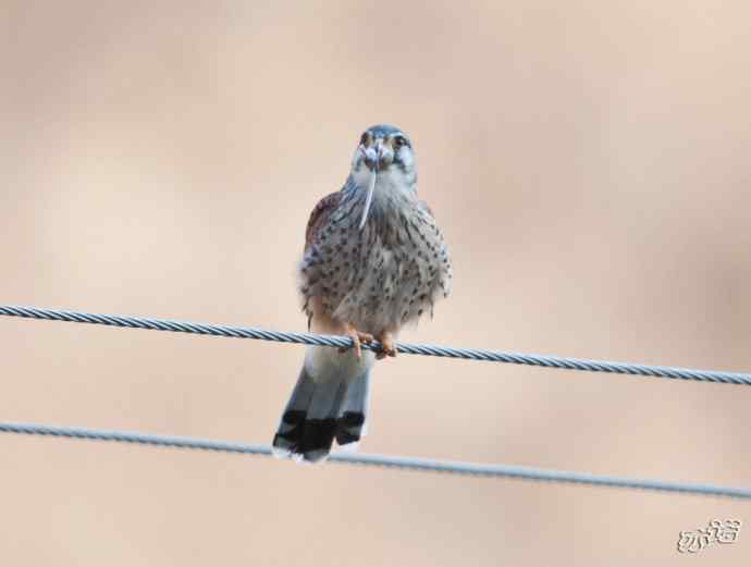 红隼吞鼠全记录（之二）