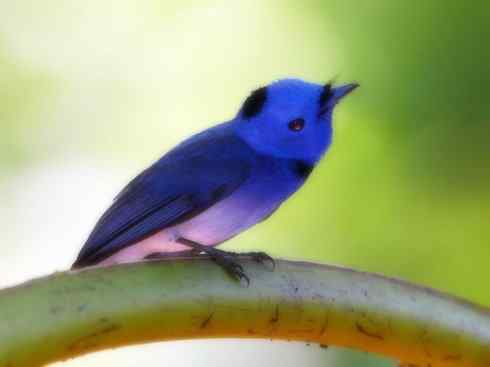 美丽无罪：雀鸟之欣赏2