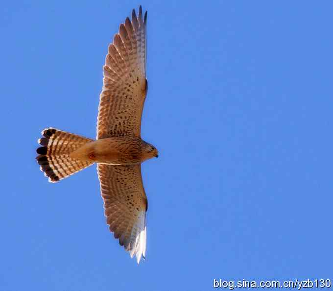 实拍易危物种鈥斺敾谱溃ㄗ橥迹10张图片）