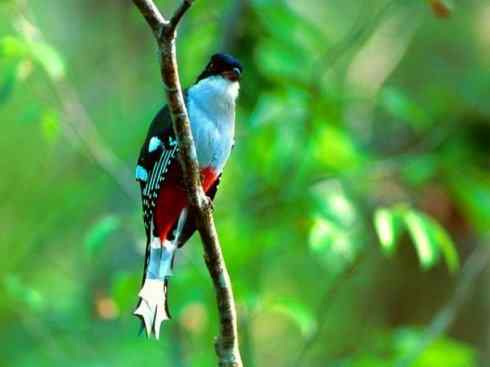 鸟类之最：凤尾绿咬鹃