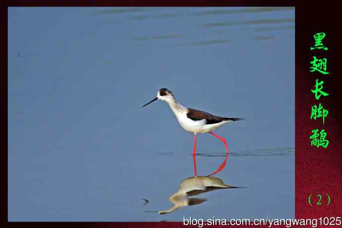 黑翅长脚鹬（2）