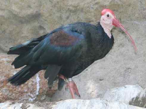 极品红色鸟类：美洲红鹮