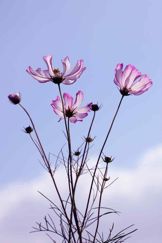 228.幸福像花儿一样美