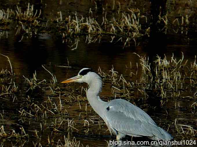苍鹭抓鱼记(十渡) 苍鹭抓鱼记(十渡)