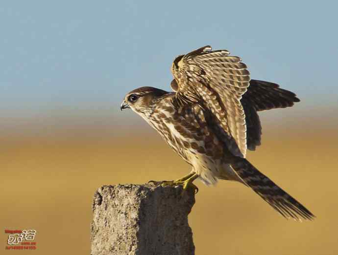 达里湖拍鸟——灰背隼