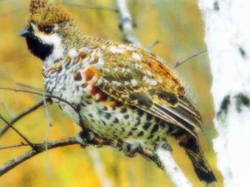 家禽驯化之源之十