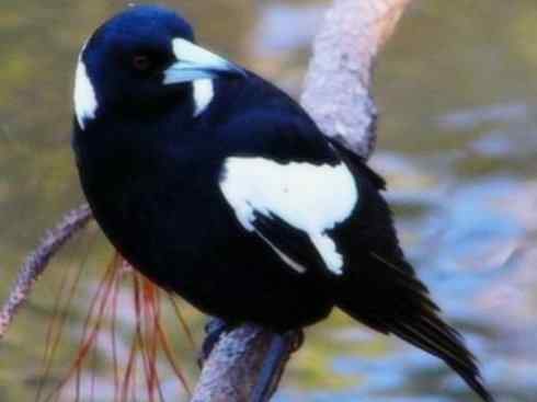 雀鸟也彪悍：战斗机（黑背钟鹊）