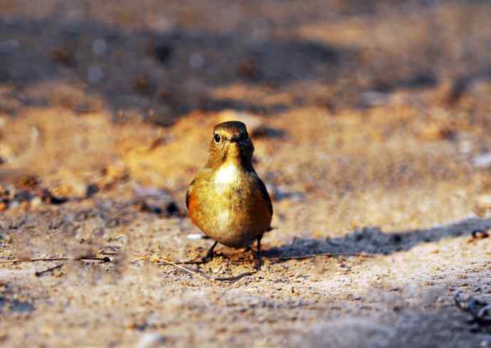 雌性红胁蓝尾鸲（20）