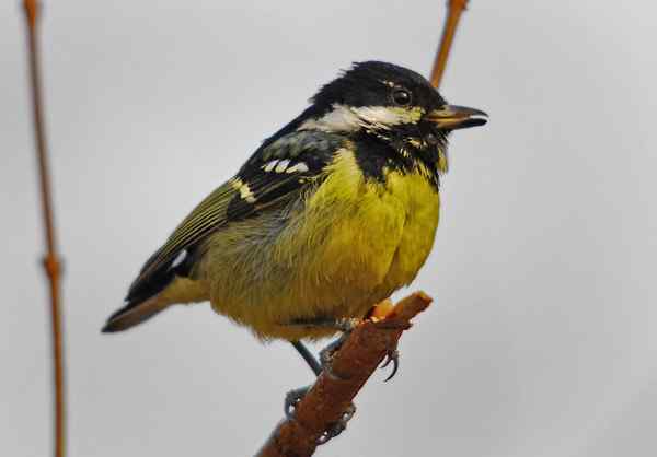 北京植物园赏鸟（三），黄腹山雀（组图）