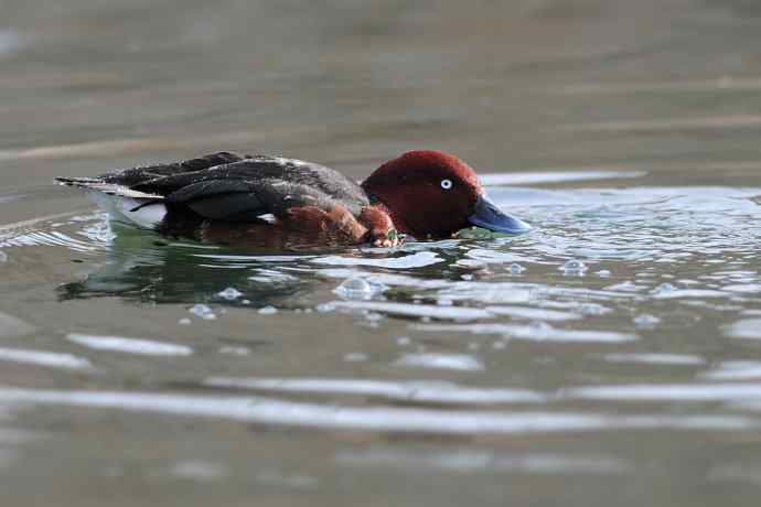稻香湖的潜鸭☆
