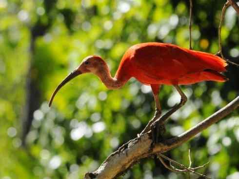 极品红色鸟类：美洲红鹮