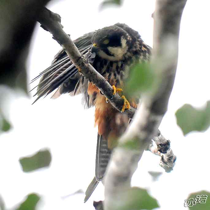 圆明园拍鸟——梳羽的燕隼