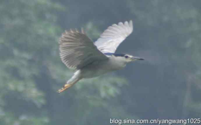 轻雾中的夜鹭
