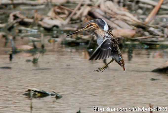 沙河观鸟 沙河观鸟