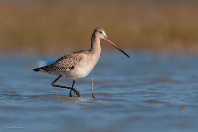 小鸟 wbr伊人 wbr珍珠婚