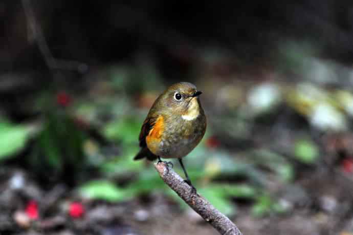 雌性红胁蓝尾鸲（6）