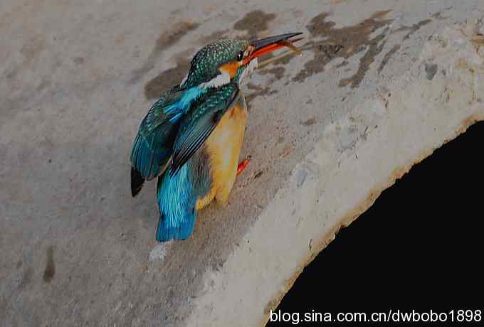 新年第一炮：小翠抓虾