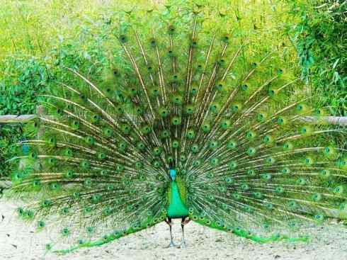 凤凰：传说中的鸟原型探秘（孔雀）