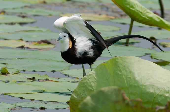 水雉：凌波一跃百媚生*