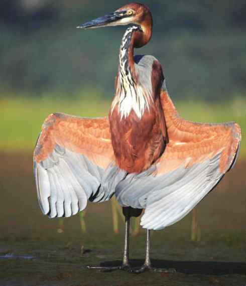 天生猎手：非猛禽类猎手之六（重量级的杀手——大型鹭鸟）