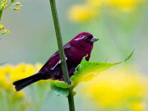 美丽无罪：雀鸟之雀类