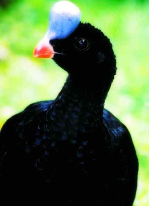 奇特的盔：盔凤冠雉