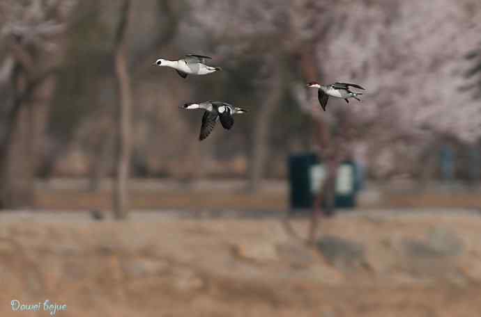 春来西堤好鸭多