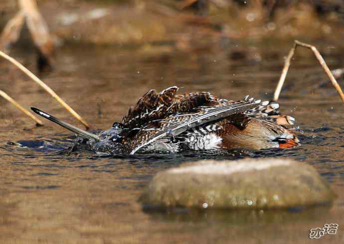 白河峡谷 wbr路 wbr孤沙锥(沐浴梳羽版) 白河峡谷 wbr路 wbr孤沙锥(沐浴梳羽版)