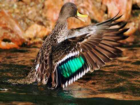 欣赏：美丽的钻水鸭4