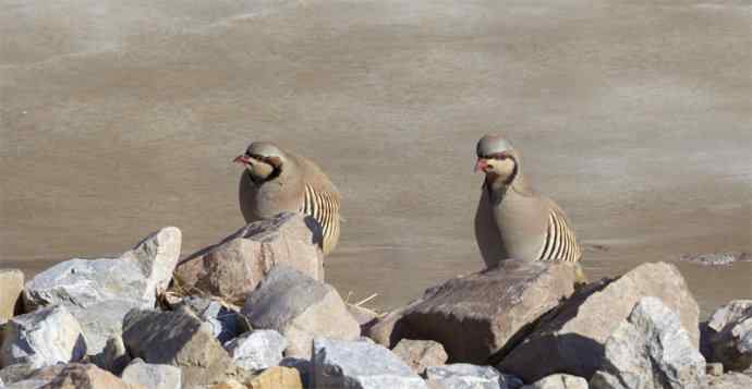 涧底有鸡鸣 wbr石上意踟躇