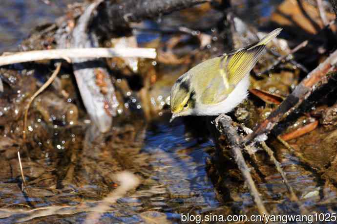 喝水的黄腰柳莺（1）