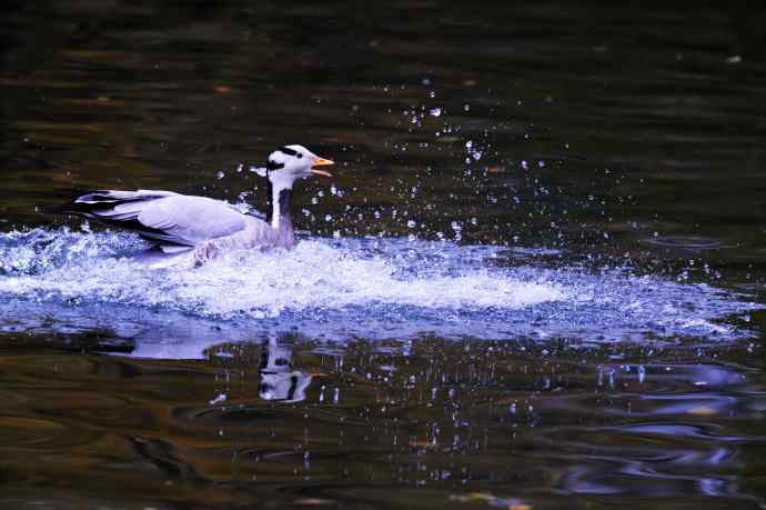 斑头雁（抓拍）5