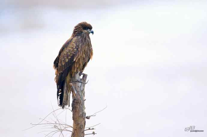 滞留在北方的黑耳鸢 滞留在北方的黑耳鸢