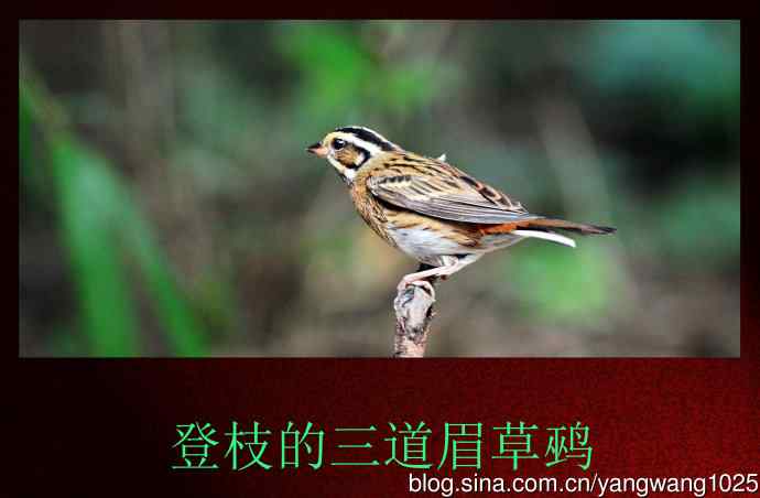 登枝的三道眉草鹀