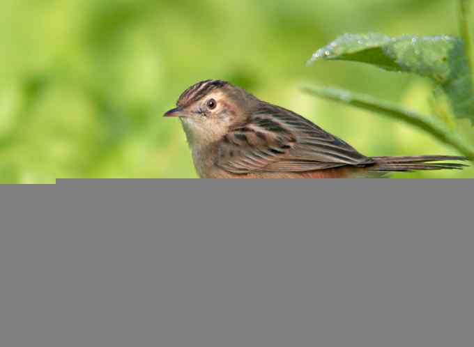 深港拍鸟新纪录（11）鈥斺斪厣任草海ㄗ橥迹