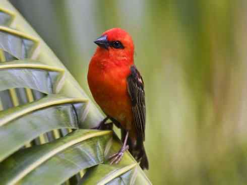 极品红色鸟类：红艳织雀