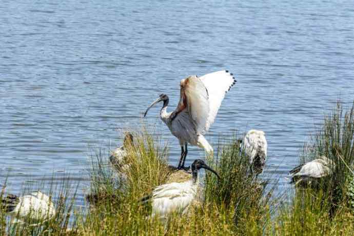 澳洲拍鸟鈥斺敳四癜q