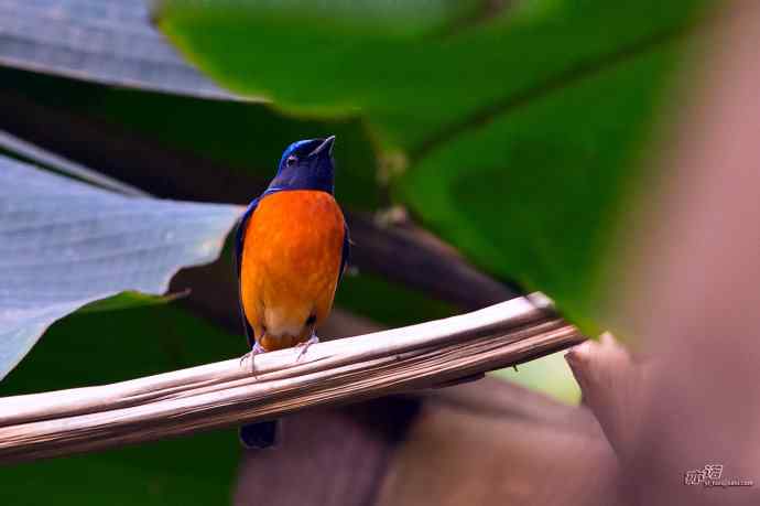 轻寒薄暖，再上川西