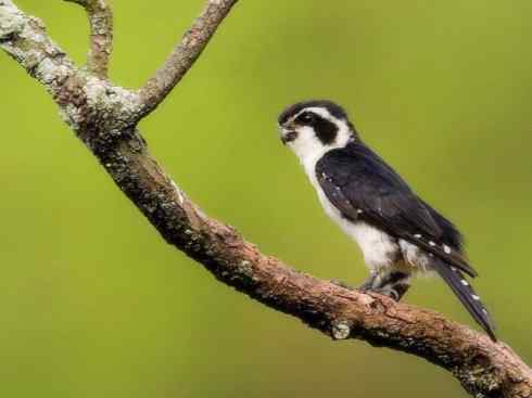 鸟类之最：小隼