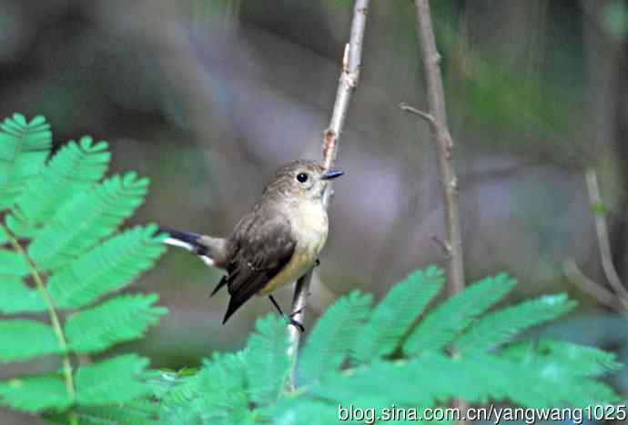 红喉姬鹟（12）