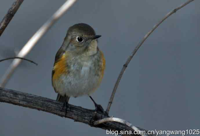 野生鸟（红肋蓝尾鸲）2