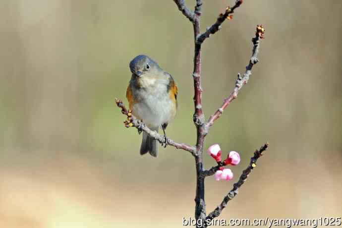 桃树枝头的雌性红胁蓝尾鸲（2）