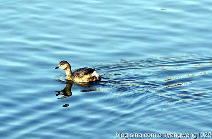 颐和园的收获（潜鸟）