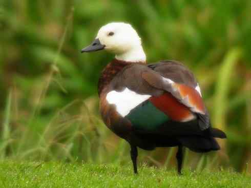 雁鸭之最之七（冠麻鸭、秋沙鸭、鹊鸭）