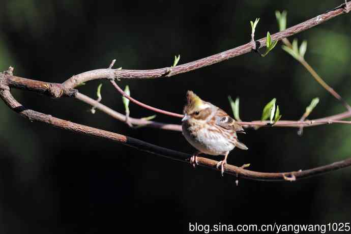 雌性黄喉鹀（15）